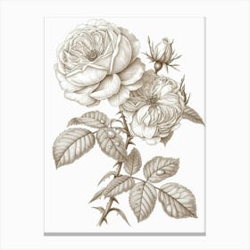 Rose With Dewdrops Line Drawing 2 Canvas Print