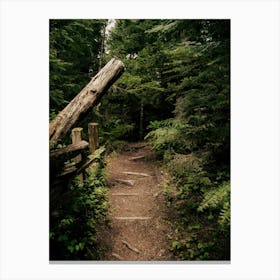 Forest Path Canvas Print