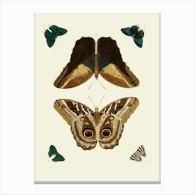 Vintage Butterflies And Moths Canvas Print