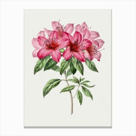 Pink Azaleas Canvas Print