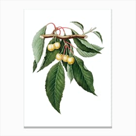 Vintage Cherry Botanical Illustration on Pure White n.0291 Canvas Print