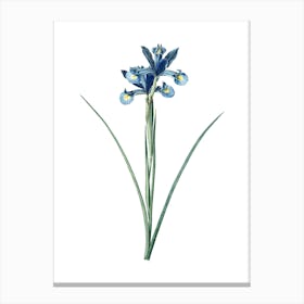 Vintage Spanish Iris Botanical Illustration on Pure White n.0594 Canvas Print