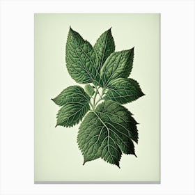 Australian Native Mint Leaf Vintage Botanical 2 Canvas Print