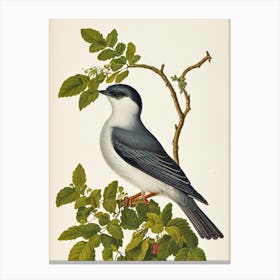 Cuckoo James Audubon Vintage Style Bird Canvas Print