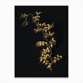 Vintage Bridal Creeper Botanical in Gold on Black n.0111 Canvas Print