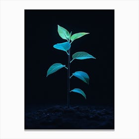 Small Green Plant On Black Background 20 Canvas Print