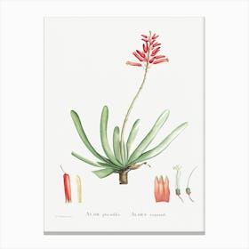 Aloe Plicatilis, Pierre Joseph Redoute Canvas Print