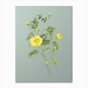 Vintage Yellow Sweetbriar Rose Botanical Art on Mint Green n.0791 Canvas Print