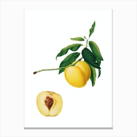 Vintage Yellow Apricot Botanical Illustration on Pure White n.0249 Canvas Print
