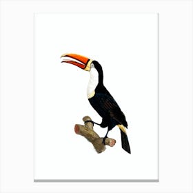 Vintage Yellow Necklace Toucan Bird Illustration on Pure White Canvas Print