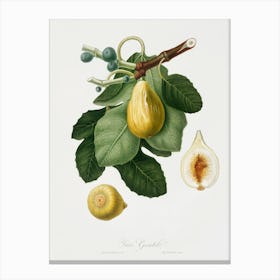 Common Fig (Ficus Carica Sativa) From Pomona Italiana (1817 - 1839), Giorgio Gallesio Canvas Print