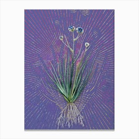 Vintage Blue Corn-Lily Botanical Illustration on Veri Peri n.0515 Canvas Print