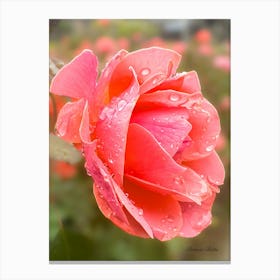 Pink Rose - Photography  Canvas Print