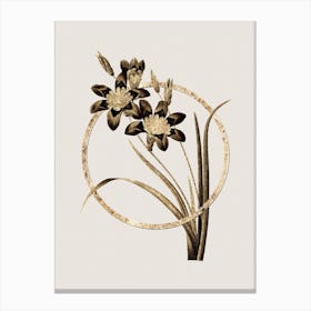 Gold Ring Ixia Tricolore Glitter Botanical Illustration Canvas Print