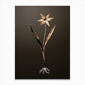 Gold Botanical Tulipa Celsiana on Chocolate Brown n.0786 Canvas Print