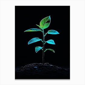 Plant Growing From The Ground Canvas Print