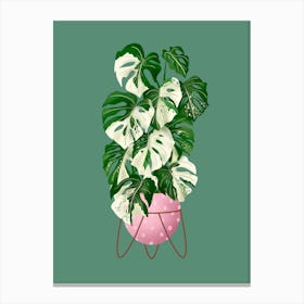 Monstera Variegated Canvas Print