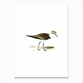 Vintage Kentish Plover Bird Illustration on Pure White n.0004 Canvas Print