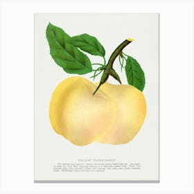 Vintage Botanical Yellow Transparent Apple Lithograph Art Print _2697916 Canvas Print