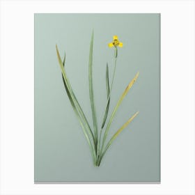 Vintage Iris Martinicensis Botanical Art on Mint Green n.0164 Canvas Print