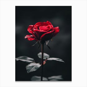 Dark Rose 34 Canvas Print