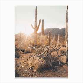 Arizona Desert Sunshine Canvas Print