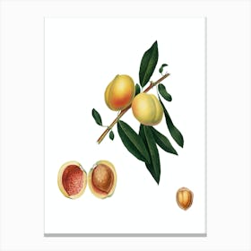 Vintage Peach Botanical Illustration on Pure White n.0109 Canvas Print