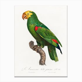 Yellow Crowned Amazon, From Natural History Of Parrots, Francois Levaillant Canvas Print