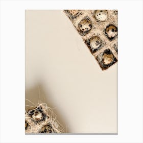 Quail Eggs 21 Canvas Print