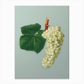 Vintage White Grape Botanical Art on Mint Green n.0298 Canvas Print