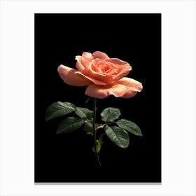 Peach Rose 10 Canvas Print