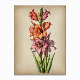 Gladiolus Canvas Print