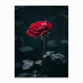 Dark Rose 72 Canvas Print