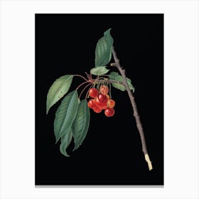 Vintage Cherry Botanical Illustration on Solid Black n.0949 Canvas Print