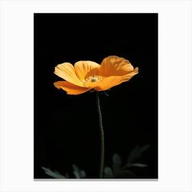 Single Poppy Flower 1 Canvas Print