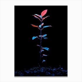 Plant In The Dark 24 Canvas Print