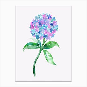 Hydrangea Flower Canvas Print