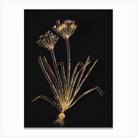 Vintage Allium Straitum Botanical in Gold on Black n.0324 Canvas Print