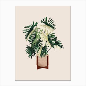 Philodendron Selloum Variegated Canvas Print