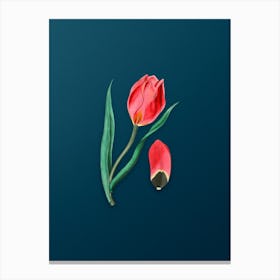 Vintage Sun's Eye Tulip Botanical Art on Teal Blue n.0773 Canvas Print