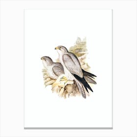 Vintage Gray Falcon Bird Illustration on Pure White n.0446 Canvas Print