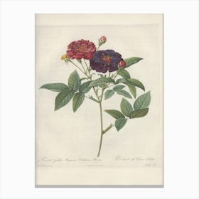 Rose Illustration, Pierre Joseph Redoute (42) Canvas Print
