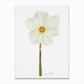 Daffodil Canvas Print