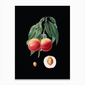 Vintage Peach Botanical Illustration on Solid Black n.0102 Canvas Print