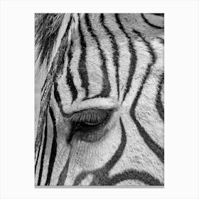 Zebra Eyelash Canvas Print