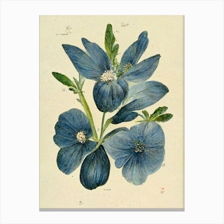 Blue Flowers Farmhouse Botanical Vintage Canvas Print