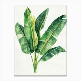 Banana Leaf Watercolor Painting Canvas Print