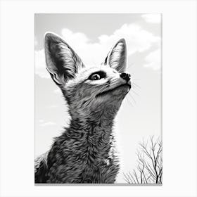 Bat Eared Fox Looking At The Sky Pencil Drawing 2 Canvas Print