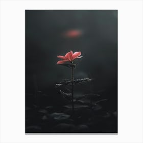 Single Flower In The Dark 18 Canvas Print