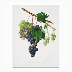 Grape From Ischia (Viti Vinifera Vegetatione Insana) From Pomona Italiana, Giorgio Gallesio Canvas Print